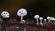 عجیب ترین قارچ را مشاهده کنید + عکس