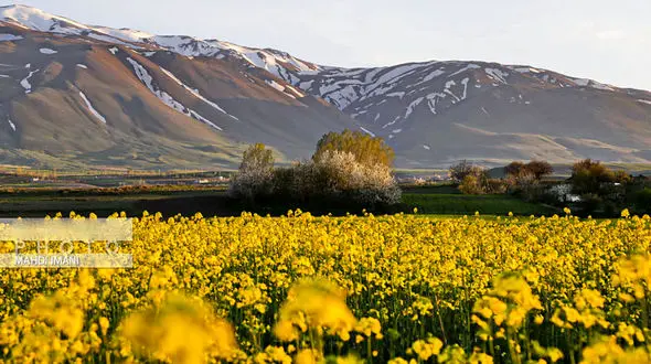 طبیعت بهاره اهر + عکس