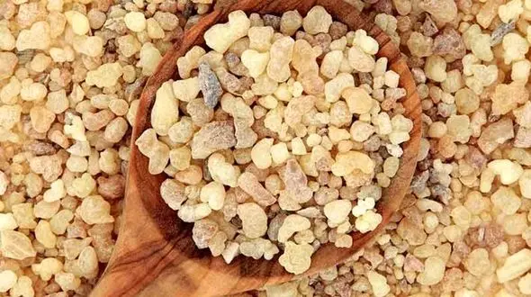 آیا مصرف کندر بر بهبود حافظه تاثیرگذار است؟/ با عوارض مصرف اشتباه این گیاه آشنا شوید!