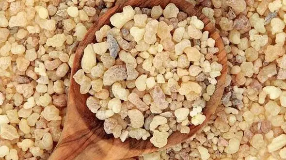 آیا مصرف کندر بر بهبود حافظه تاثیرگذار است؟/ با عوارض مصرف اشتباه این گیاه آشنا شوید!