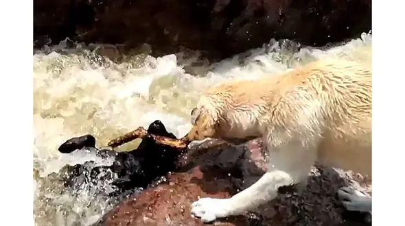 فیلم شگفت انگیز سگ قهرمانی که دوستش را نجات داد +فیلم و عکس