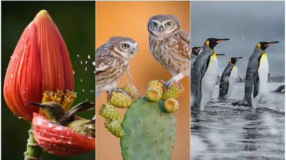 برترین تصاویر عکاسی طبیعت در سال 2025؛ شاهکارهای حیات‌ وحش