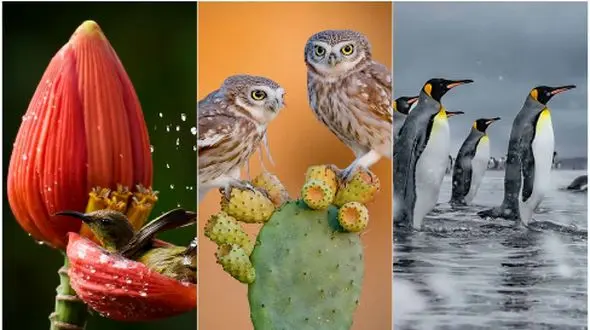 برترین تصاویر عکاسی طبیعت در سال 2025؛ شاهکارهای حیات‌ وحش