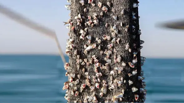 اخبار غیررسمی در مورد صید ترال توسط کشتی های خارجی/ شیلات تکذیب کرد؛ سازمان محیط زیست به استان ها نامه زد