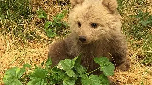 جست‌ و‌ جو‌ها برای یافتن توله خرس گمشده پردیسان ادامه دارد