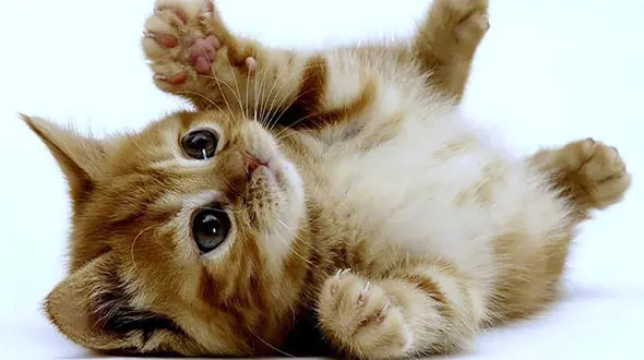 گربه ها بوی صاحبشان را می شناسند ولی واکنشی نشان نمی دهند!