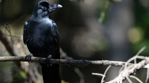 ترس شدید این مرد از کلاغ های سیاه! + علت جالب