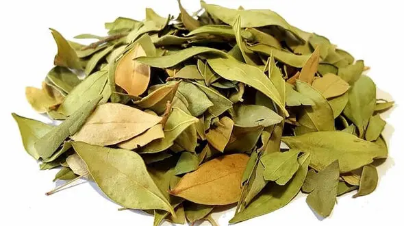 گیاهی که ریزش مو را متوقف می‌کند