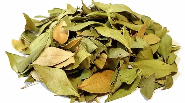 گیاهی که ریزش مو را متوقف می‌کند