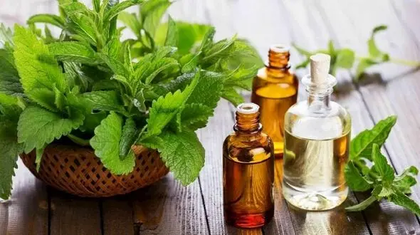 فواید بی نظیر عرق نعناع / زخم معده دارید عرق نعناع نخورید!
