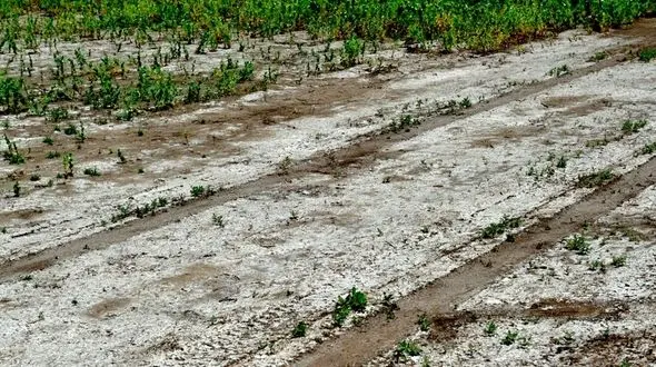 50 درصد کل عرصه کشور با شوری خاک مواجه است / مرگ خاک ایران