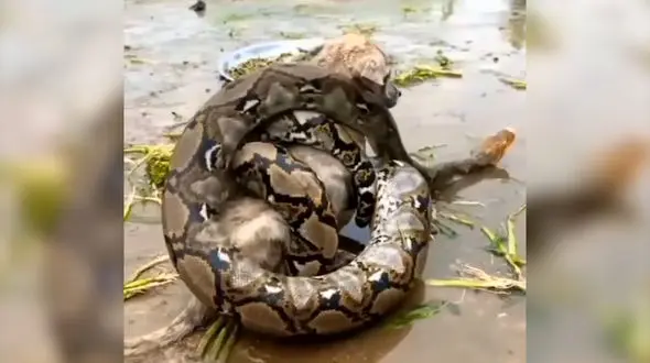 حمله مار به یک سگ او را تسلیم کرد + فیلم  