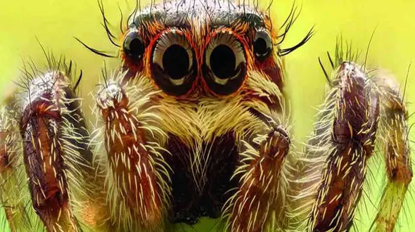 دلیل چند چشمی بودن برخی حیوانات چیست؟