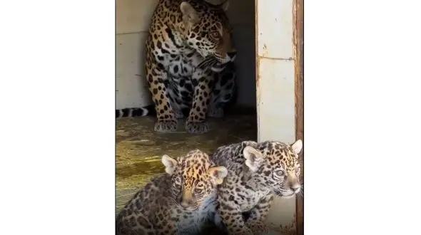 تولد ۲ جگوار برای اولین بار در ایران