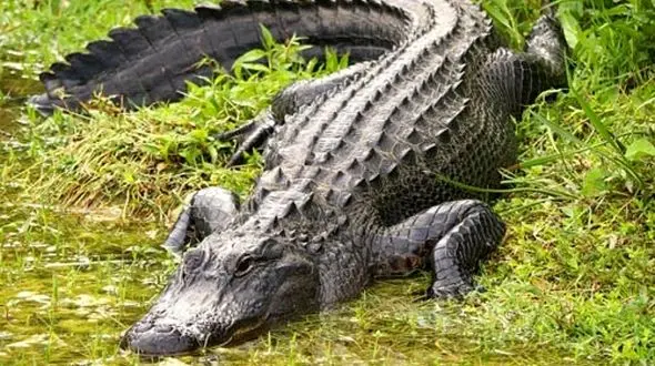 یک کوروکودیل در آمریکا زندان بان شد