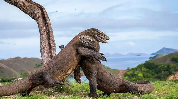 جنگ رو در روی 2 مارمولک بزرگ + عکس