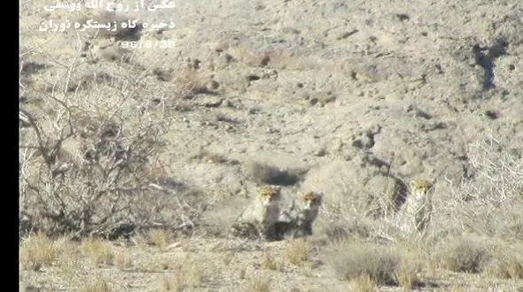 عکسبرداری از 4 یوزپلنگ زیبا در سمنان + تصاویر