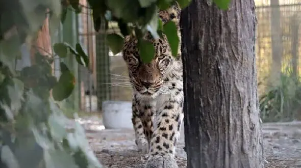 آخرین وضعیت از حال «ارس» تنها پلنگ باغ وحش مشهد 