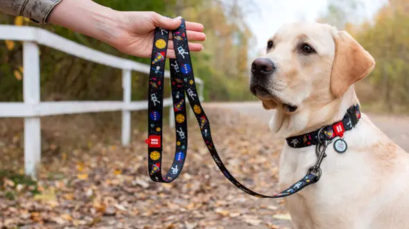 نکاتی برای نگهداری از سگ خانگی + محصولات لازم برای زندگی سالم سگ