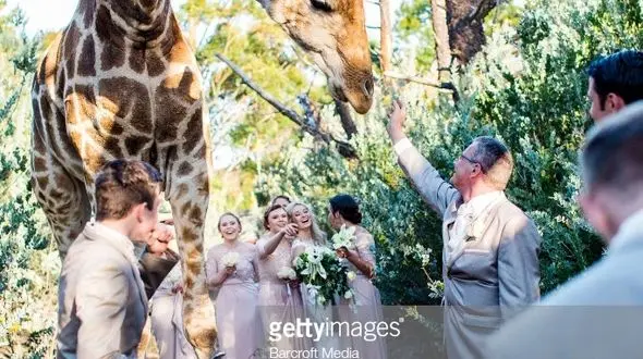 عجیب ترین عکس از یک عروسی! / میهمان زیباترین بود! + عکس