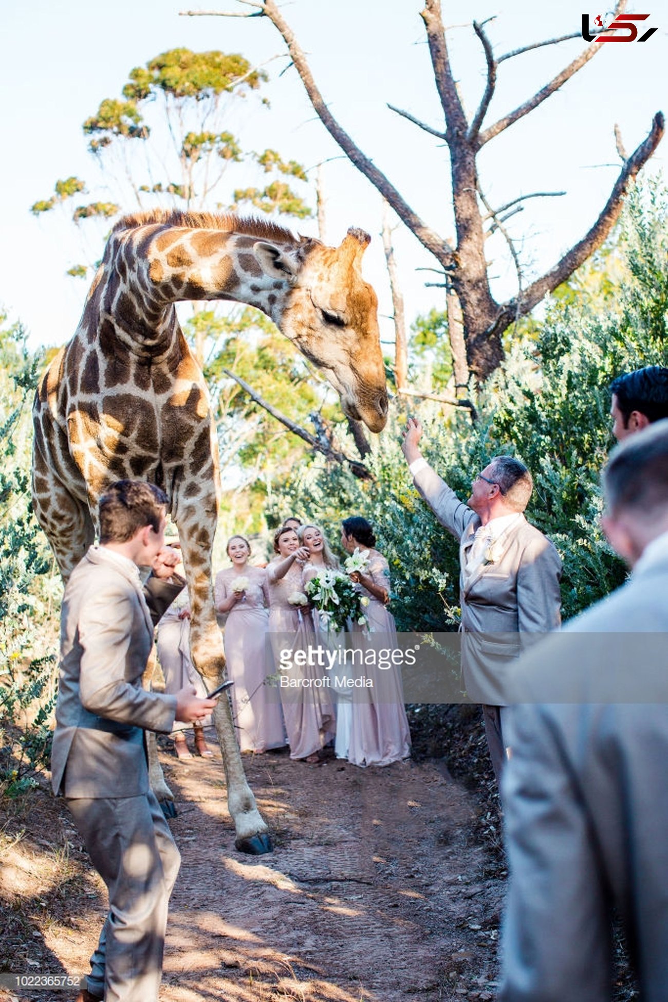 عجیب ترین عکس از یک عروسی! / میهمان زیباترین بود! + عکس