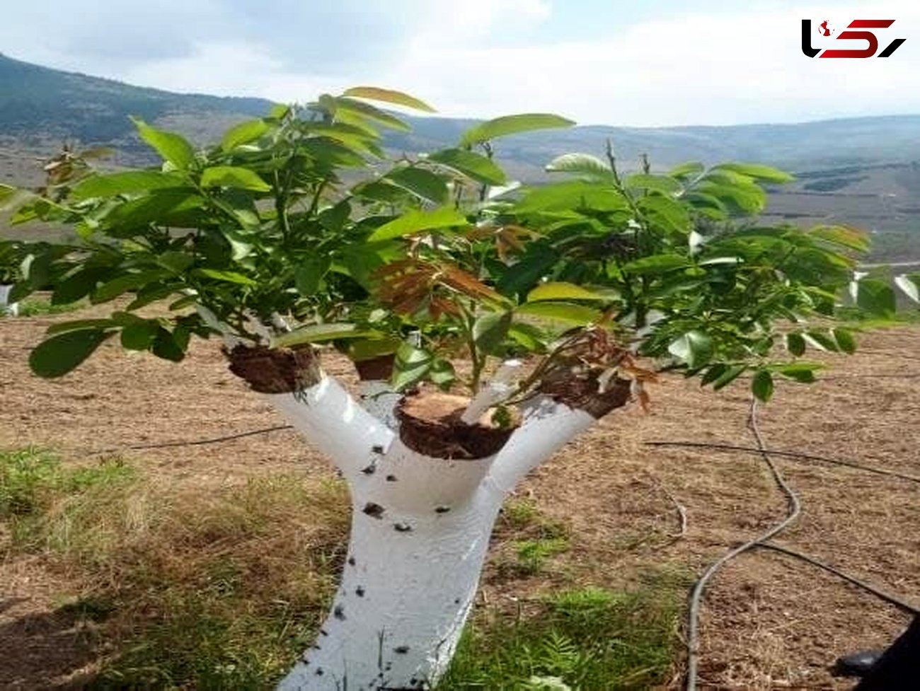اجرای طرح پیوند سرشاخه کاری در ۵۰ هکتار از باغات گردوی استان قزوین