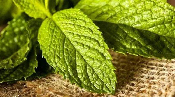 معجزه برگ های پرخاصیت برای زیبایی پوست