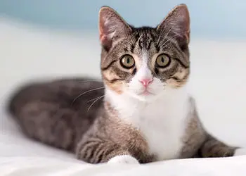 فیلم شاگرد بروسلی / گربه ای که همه را مبهوت کرد