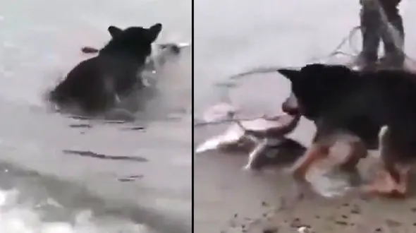 ببینید/ ماهیگیری سگ باهوش + فیلم 