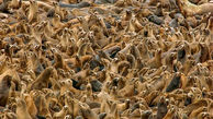 هزاران شیر دریایی در یک عکس