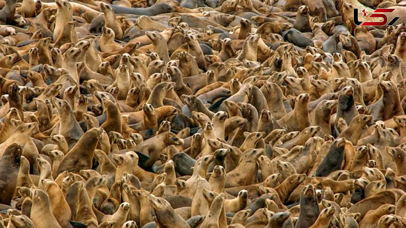 هزاران شیر دریایی در یک عکس