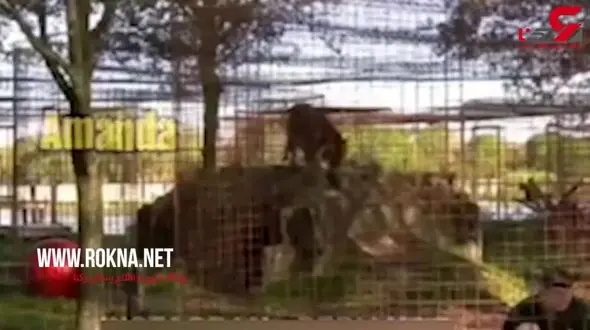 خطر پشت کردن به گربه سانان بزرگ + فیلم 