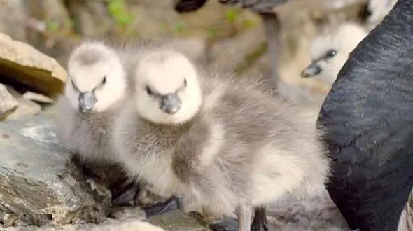 خودزنی جوجه ها تا رسیدن به والدین + فیلم 