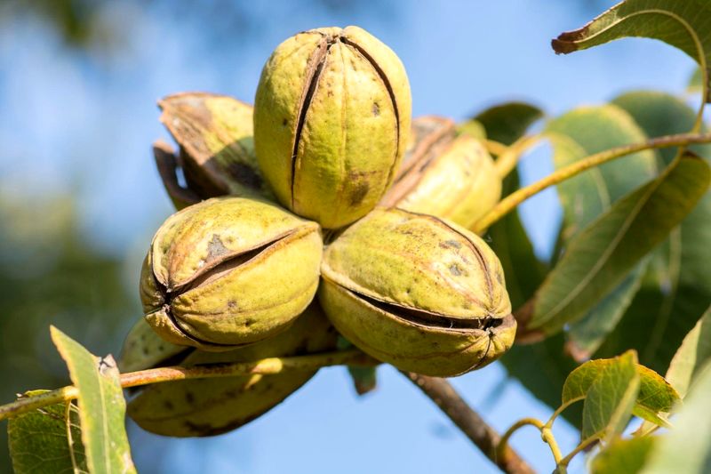 نهال گردوی پکان