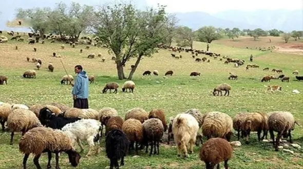 آیا دامداران منطقه زاگرس درختان را تاراج می کنند؟ / لطفا ویدئوهای ساختگی را باور نکنید + فیلم 