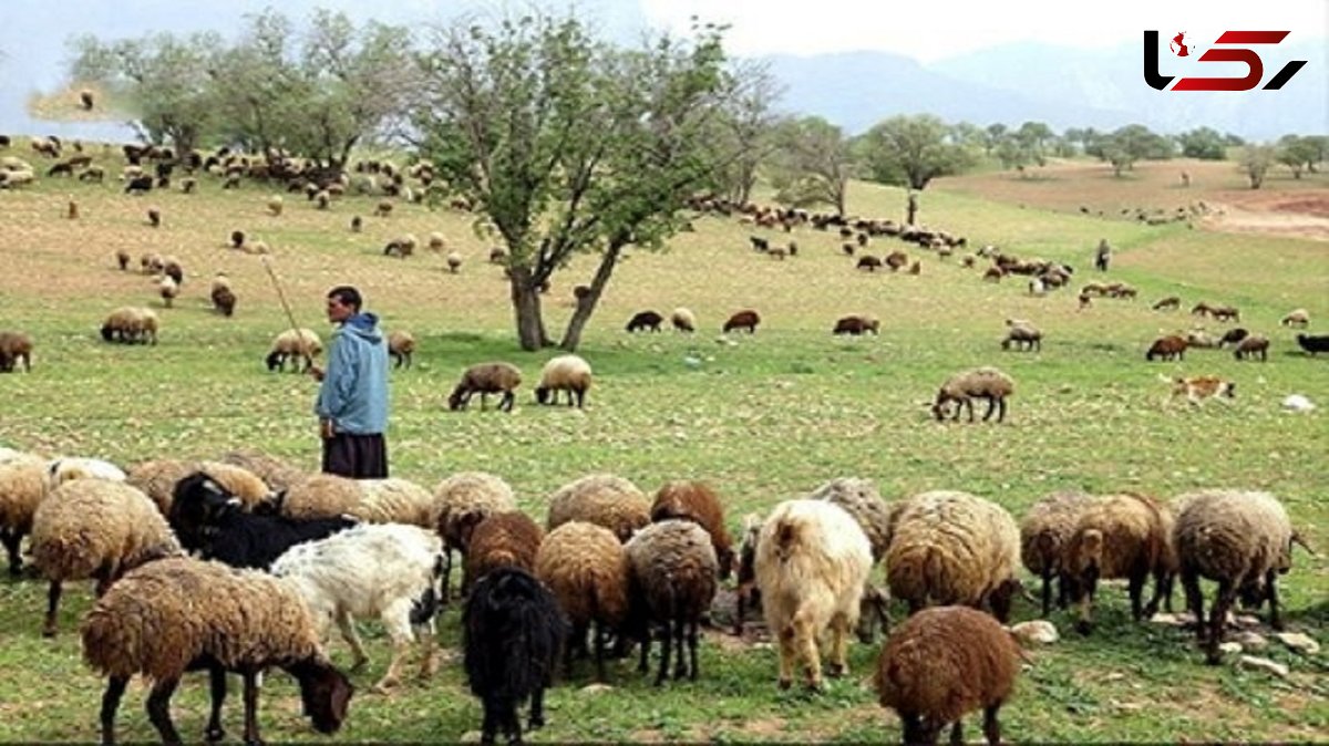 آیا دامداران منطقه زاگرس درختان را تاراج می کنند؟ / لطفا ویدئوهای ساختگی را باور نکنید + فیلم 