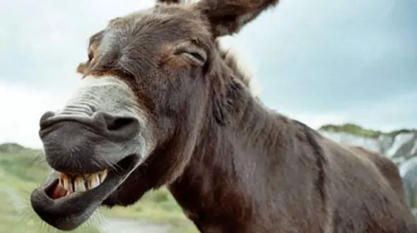 فیلم / عکس العمل شدید الاغ به 2 مزاحم خیابانی / الاغ مثل یک سگ گاز گرفت!