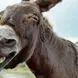 فیلم /  یک الاغ اتوبان قزوین را بست / 9 ماشین به هم کوبیدند