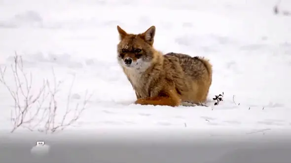 ببینید / روباه گرسنه در جستجو غذا در ارتفاعات همدان
