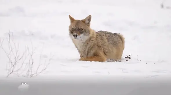 ببینید / روباه گرسنه در جستجو غذا در ارتفاعات همدان