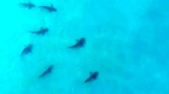 فیلم وحشت مردم از حمله گله کوسه ها به ساحل اسرائیل / ببینید