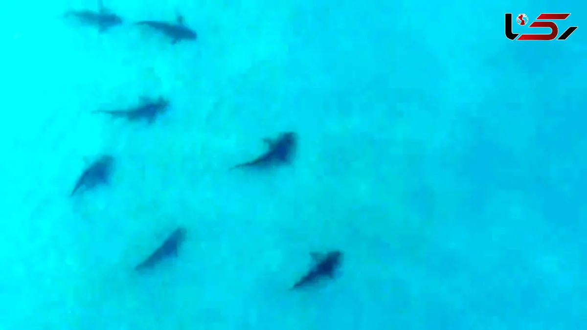 فیلم وحشت مردم از حمله گله کوسه ها به ساحل اسرائیل / ببینید