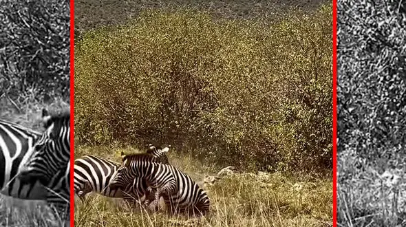 فیلم درگیری گورخرها در طبیعت