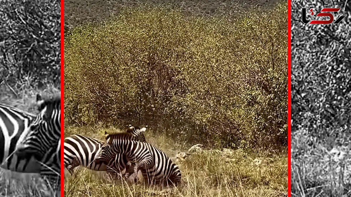 فیلم درگیری گورخرها در طبیعت