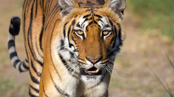 از درگیری بین شیرها تا آهو گرفتار شده در دندان ببر