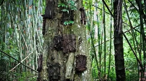 دفن جسد کودکان در تنه درخت جنجال به پا کرد +تصاویر
