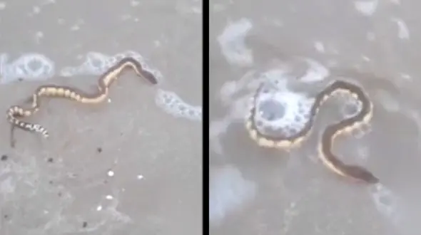 مار دریایی را بیشتر بشناسیم + فیلم