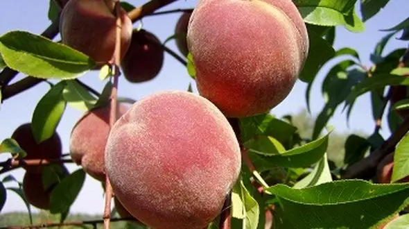 تائید سموم بالا در برگشت صادرات کشاورزی/ گواهی سلامت اجباری شد