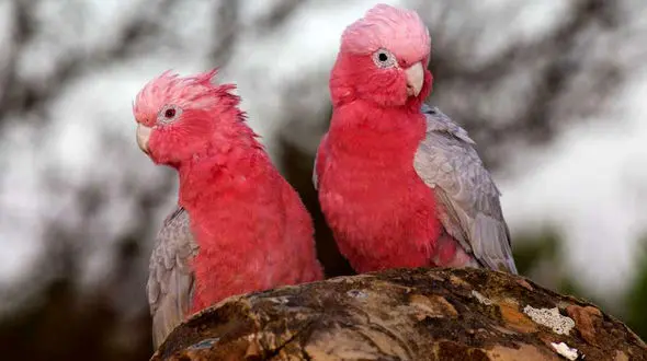 زیباترین طوطی های دنیا با پرهایی شگفت انگیز و رویایی +تصاویر
