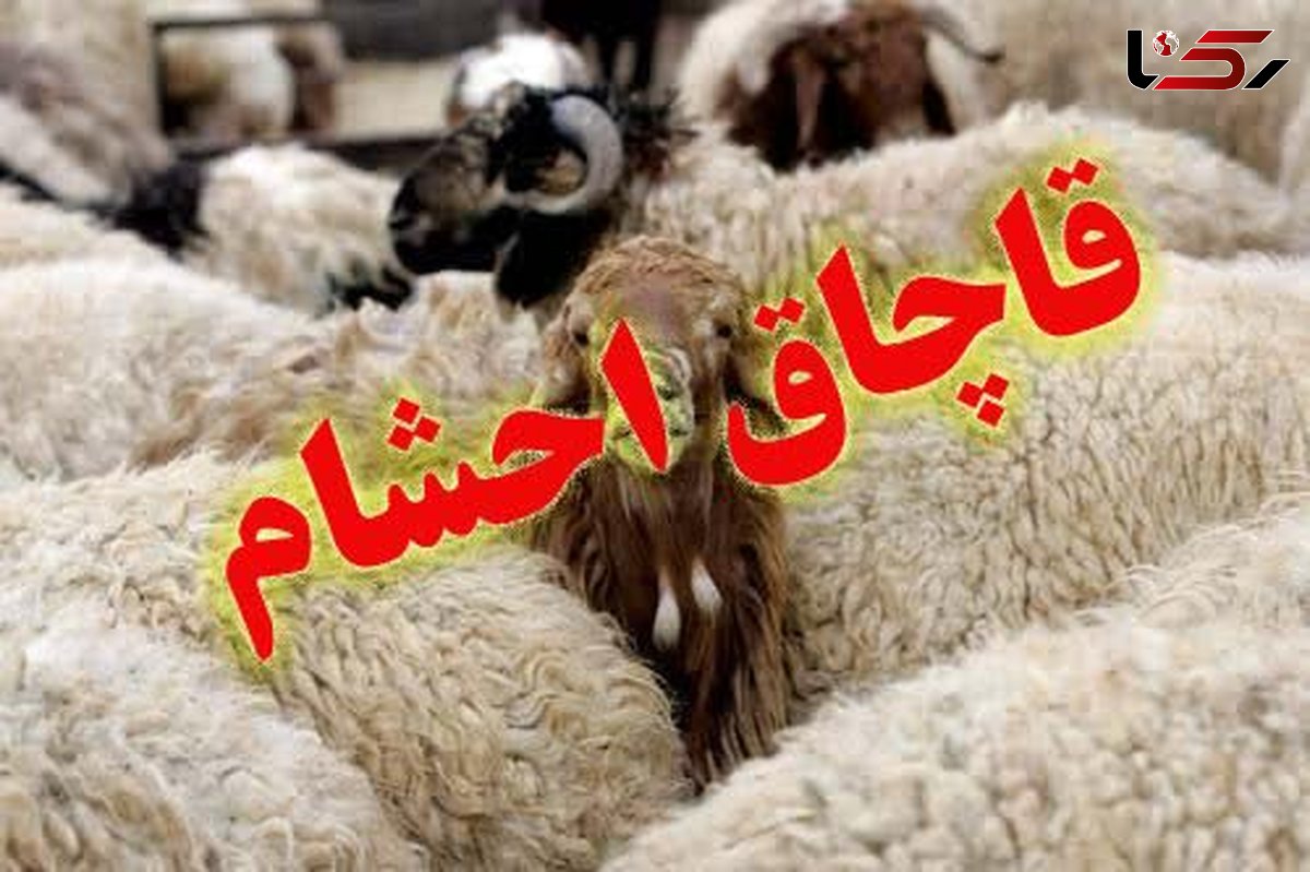 کشف116 راس دام قاچاق در مرزهای آذربایجان غربی